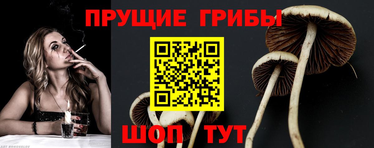 Псилоцибиновые грибы прущие грибы Великие Луки